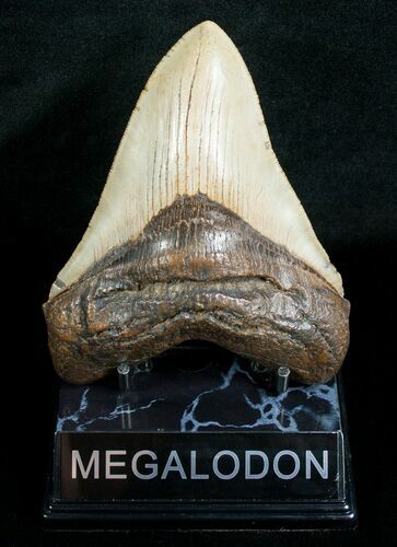 Megalodon Shark Tooth - Serrated #4563